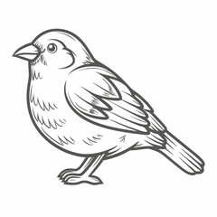 Obraz premium House Sparrow Illustration, Vector Outline Drawing