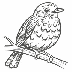 Hermit Thrush Bird Line Art on Branch
