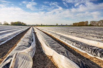 Asparagus field protected with tarpaulins and foil against ground frost before harvesting