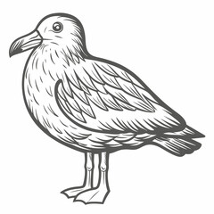 Great Skua Bird Illustration, Line Art