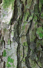 Beautiful close-up of the bark of napoleonaea vogelii