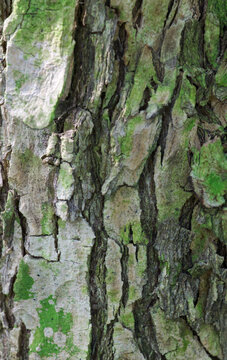 Beautiful close-up of the bark of napoleonaea vogelii