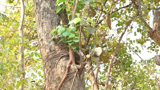 Ficus religiosa tree growing on another 
tree trunk. Its seeds germinate in the hollow of the trees and slowly cover the whole tree. It's other name bodhi tree,&nbsp;pippala tree, peepul tree&nbsp;or&nbsp;ashwattha.