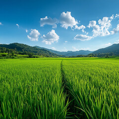 Fototapeta premium Lush green rice fields under a bright blue sky