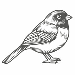 Detailed Dark-Eyed Junco Bird Line Art Illustration