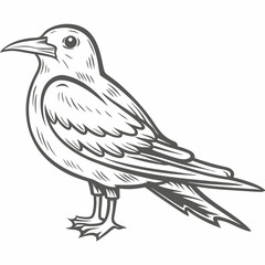 Common Tern Bird Line Art Illustration