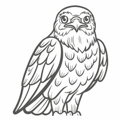 Cooper's Hawk Line Art Illustration Vector