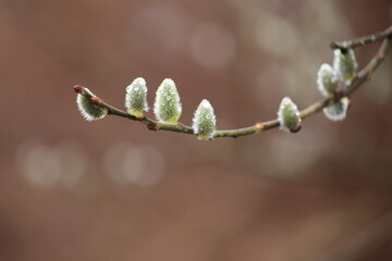 A branch with buds on it