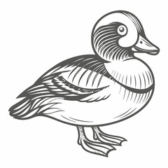 Common Goldeneye Duck Vector Illustration