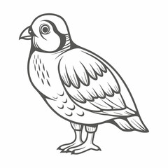 Chukar Partridge Line Art Illustration