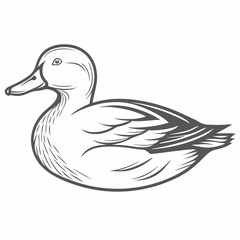 Cinnamon Teal Duck Line Art Illustration