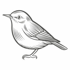 Chiffchaff Bird Line Art Illustration