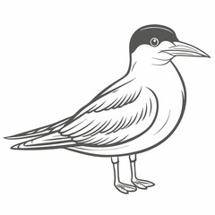 Caspian Tern Bird Line Art Illustration