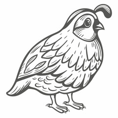 California Quail Illustration, Outline Drawing