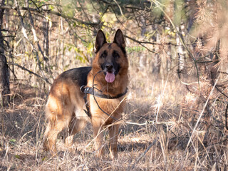Purebred German Shepherd Dog Resting in Dry Grass Near the Forest. Autumn Mood with Domestic Animal Playing Outdoors and Staring to the Camera