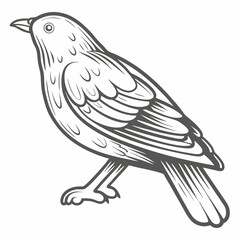 Bowerbird Illustration, Line Art Style