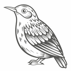 Brown Creeper Bird Line Art Illustration