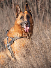Purebred German Shepherd Dog Resting in Dry Grass Near the Forest. Autumn Mood with Domestic Animal Playing Outdoors and Staring to the Camera