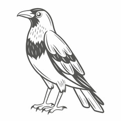 Monochrome Australian Magpie Vector Illustration