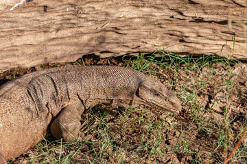 Sri Lanka, Uda Walawe National Park, Asian Water Monitor Lizard (Varanus salvator)