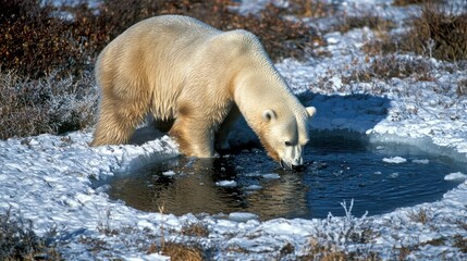 Naklejka premium A polar bear drinking from an icy hole in the Arctic.