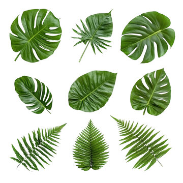 Fototapeta Tropical green leaves including monstera and fern arranged on transparency background, showcasing their vibrant and lush appearance. Perfect for nature themed designs