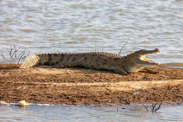 Sri Lanka, Uda Walawe National Park, Marsh Crocodile (Crocodylus palustris)
