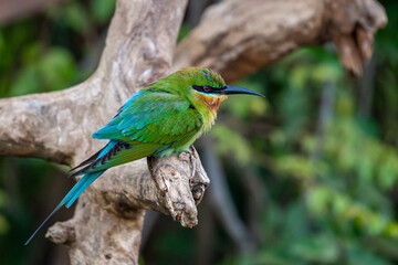 Sri Lanka, Uda Walawe National Park, Blue-tailed Bee-eater (Merops philippinus)