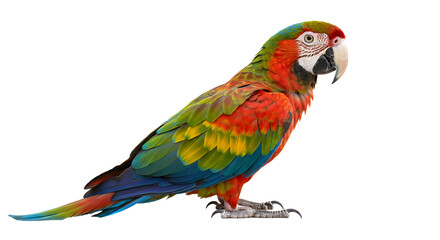 Colorful macaw parrot perched upright showing vibrant feathers on transparent background