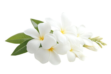 Fototapeta premium white Frangipani flower isolated on white background PNG