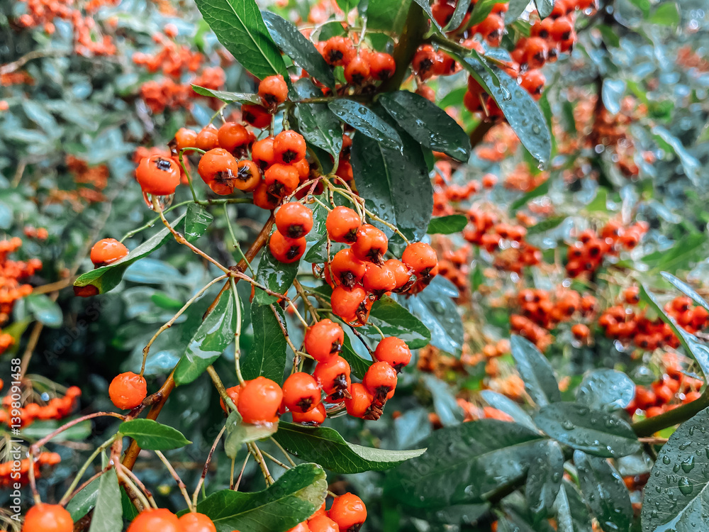 Poster tree with many red berries on it