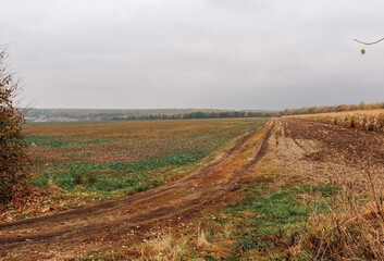 Fototapeta premium Road runs through a field of tall grass
