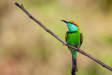 Sri Lanka, Uda Walawe National Park, Green Bee-eater (Merops orientalis)