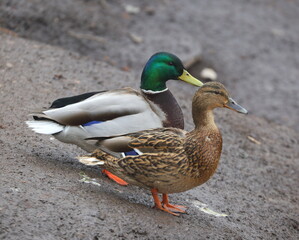 Wild duck and wild drake stand on the ground of the shore