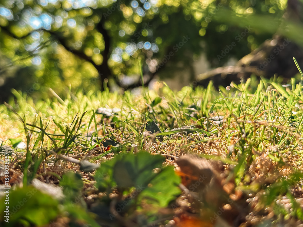 Poster close up of a grassy field with a tree in the background