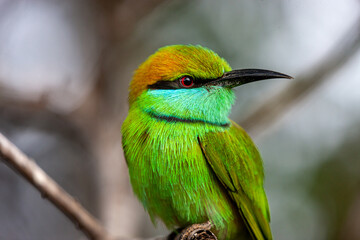 Sri Lanka, Uda Walawe National Park, Green Bee-eater (Merops orientalis)