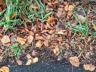 Patch of grass with leaves on the ground