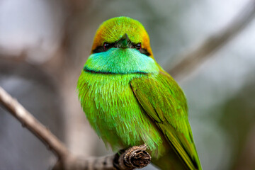 Sri Lanka, Uda Walawe National Park, Green Bee-eater (Merops orientalis)