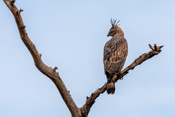 Sri Lanka, Uda Walawe National Park, Changeable (Crested) Hawk-Eagle (Nisaetus cirrhatus)