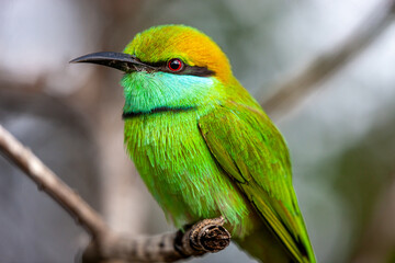 Sri Lanka, Uda Walawe National Park, Green Bee-eater (Merops orientalis)