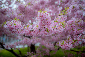 Obraz premium Sakura Symphony: A close-up of cherry blossom branch, each petal whispering tales of ephemeral beauty, evoking a sense of spring's delicate dance.
