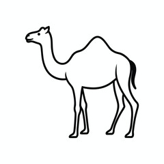 camel isolated on white