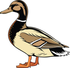 A mallard duck, a wild waterfowl with a green beak and brown feathers vector