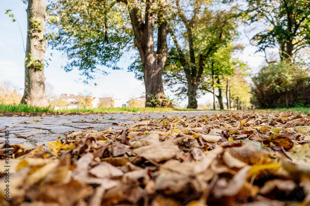 Poster park with trees and a path