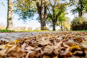 Park with trees and a path
