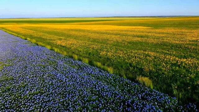 Spring, wildflowers in early spring, a mix of bluebells, daisies and buttercups. 