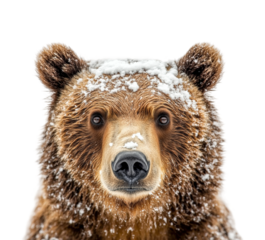 Snowy grizzly bear portrait wildlife environment nature isolated on transparent background png