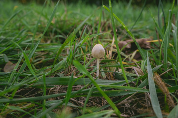 Mushroom is sitting on the grass