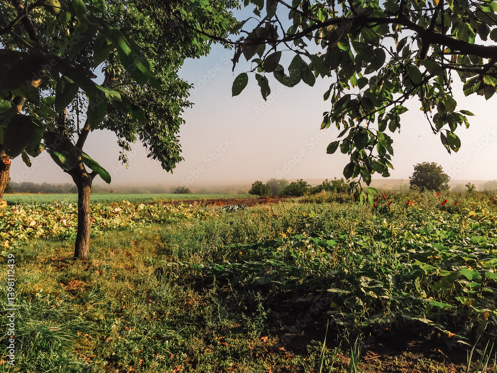 Poster field of grass with a tree in the foreground