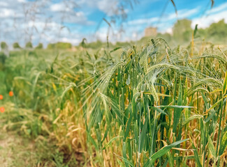 Field of green and yellow grass with a few orange flowers in the foreground